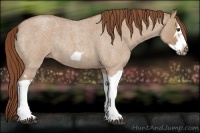 Horse Color:Red Dun Roan Splash Frame Rabicano