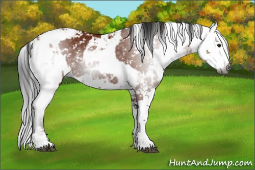 Horse Color:Gray Bay Sabino  and Gray Bay Sabino 