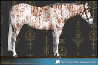 Horse Color:Bay Sabino  and Gray Bay Sabino 