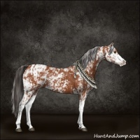 Horse Color:Bay Sabino  and Bay Sabino 