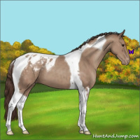 Horse Color:Classic Champagne Tobiano Appaloosa 