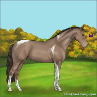 Horse Color:Classic Champagne Tobiano 