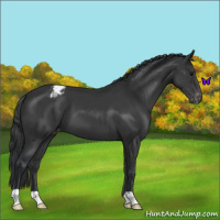 Horse Color:Black Appaloosa 
