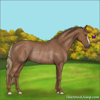 Horse Color:Chestnut Rabicano 