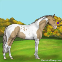 Horse Color:Classic Cream Champagne Tobiano Rabicano 