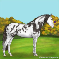 Horse Color:White Spotted Smoky Black Splash Appaloosa 