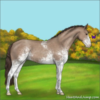 Horse Color:White Spotted Classic Champagne 