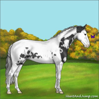 Horse Color:White Spotted Black Splash Tobiano Appaloosa 
