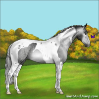 Horse Color:Gray Black Tobiano Appaloosa