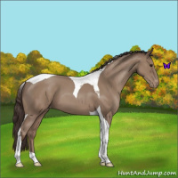 Horse Color:Classic Champagne Tobiano Appaloosa 