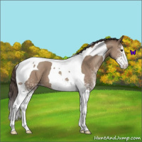 Horse Color:White Spotted Classic Champagne Tobiano