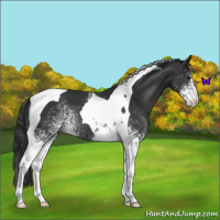 Horse Color:White Spotted Black Tobiano 