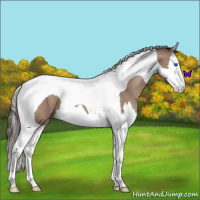 Horse Color:Classic Champagne Splash Tobiano 