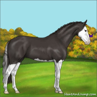 Horse Color:Smoky Black Splash 