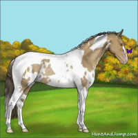 Horse Color:White Spotted Classic Cream Champagne Tobiano Rabicano 
