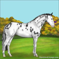 Horse Color:White Spotted Black Splash Appaloosa 