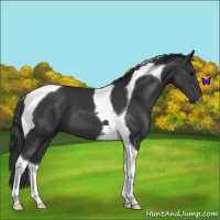 Horse Color:Black Tobiano 