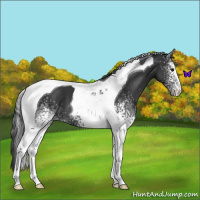 Horse Color:White Spotted Black Tobiano 