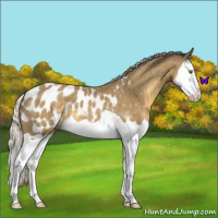Horse Color:Silver Classic Cream Champagne Splash Appaloosa 