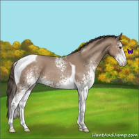 Horse Color:White Spotted Classic Champagne Tobiano 