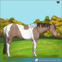 Horse Color:Classic Champagne Tobiano 