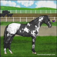 Horse Color:White Spotted Blue Roan Snowcap 