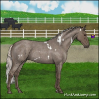Horse Color:White Spotted Silver Blue Roan 