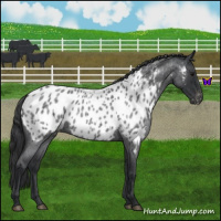 Horse Color:Blue Roan Near Leopard 