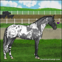 Horse Color:White Spotted Blue Roan Appaloosa