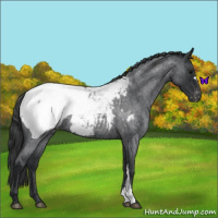 Horse Color:Blue Roan Snowcap 