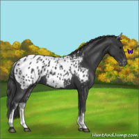 Horse Color:White Spotted Blue Roan Appaloosa 