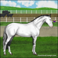 Horse Color:Blue Roan Splash Near Fewspot 