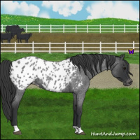 Horse Color:Blue Roan Appaloosa 