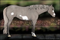 Horse Color:Silver Blue Roan Frame 