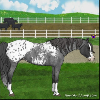 Horse Color:Blue Roan Splash Appaloosa 