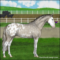 Horse Color:Smoky Blue Roan Splash Appaloosa 