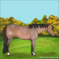 Horse Color:Bay Roan 