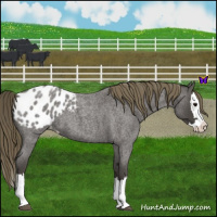 Horse Color:Smoky Blue Roan Splash Appaloosa 