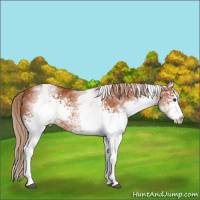 Horse Color:White Spotted Chestnut 