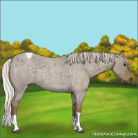 Horse Color:Silver Grullo Roan Tobiano