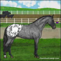 Horse Color:Blue Roan Appaloosa 