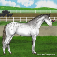 Horse Color:White Spotted Smoky Blue Roan Splash Appaloosa 