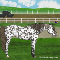 Horse Color:Smoky Blue Roan Appaloosa 