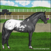 Horse Color:Blue Roan Snowcap 