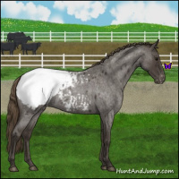 Horse Color:Smoky Blue Roan Snowcap 