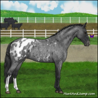 Horse Color:Blue Roan Near Leopard 