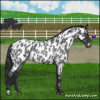 Horse Color:Blue Roan Near Leopard 