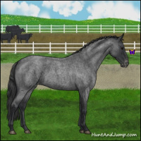 Horse Color:Blue Roan Varnish