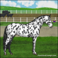 Horse Color:Blue Roan Leopard 