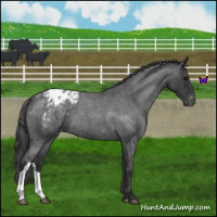Horse Color:Blue Roan Appaloosa